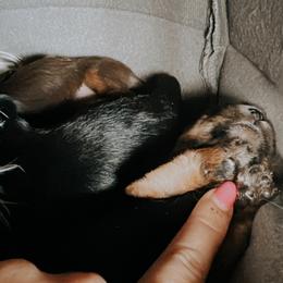 Girl 1 - Yorkshire Terrier puppy in Waianae, Hawaii from Makanalani Yorkies and Iggys