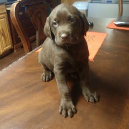 Labrador Retriever Puppies from Buffalo Valley Breeders