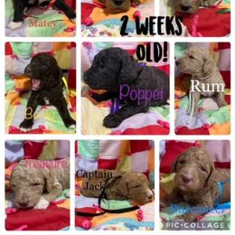 Poodle Puppies from Stunningly Sweet Standards