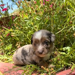 Girl 4 - female Miniature Australian Shepherd puppy in Colorado Springs, Colorado from Fuzy Butts Mini & Toy Aussies