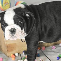 Bulldog Puppies from Dampier Bulldogs Mo