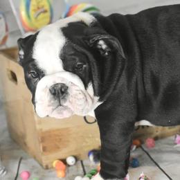 Bulldog Puppies from Dampier Bulldogs Mo