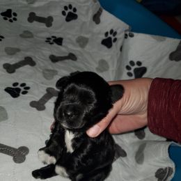 Boy 1 - Miniature Schnauzer puppy in Casper, Wyoming from Flyover Farms