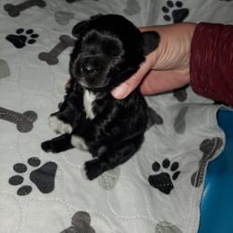Boy 1 - Miniature Schnauzer puppy in Casper, Wyoming from Flyover Farms