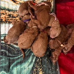 Charger - Red  male Poodle puppy in Mount Vernon, Illinois from AMC Poodles