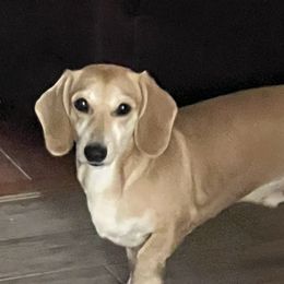 Obi - Dachshund