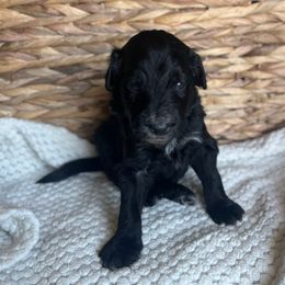Fred Weasley - Black male Bordoodle puppy in Valley Center, California from Circle R Valley Farms