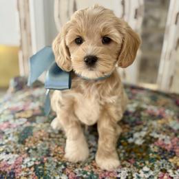 Cobbler - Micro Mini - Cream male Goldendoodle puppy in Mapleton, Utah from Natural Doodle Life