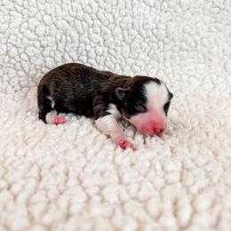 Pancake - Brindle and white female American Corgi puppy in Pahrump, Nevada from Desert Sunset Corgis