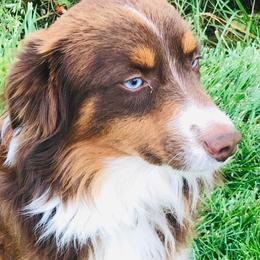 Hiccup - Miniature Australian Shepherd
