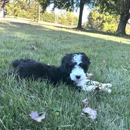 Jyn - Tri-color female Bernedoodle puppy in Lone Jack, Missouri from Elite Bernedoodle Besties LLC