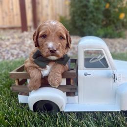 Flash - Red  male Goldendoodle puppy in Las Vegas, Nevada from Bridges Goldendoodles