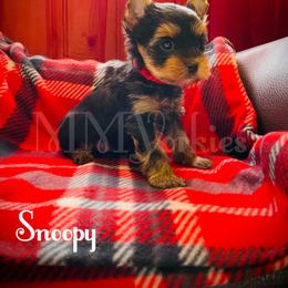 Yorkshire Terrier Puppies from Majestic Mountain Yorkies