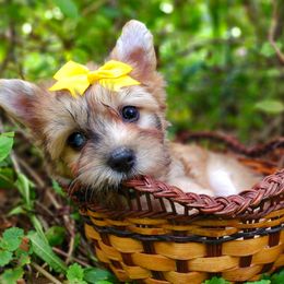 Companion Cross, Havanese, Mal-Shi, Maltese, Maltipoo, Morkie, and Shih Tzu Puppies from Seeking Shalom Acres Maltese, Maltipoos & Havamalts