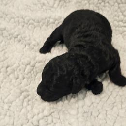 Dolly - Black female Goldendoodle puppy in Forney, Texas from Cityline Goldendoodles