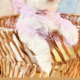 Maltese All Grown Up from MiaMiaMaltese Colorado