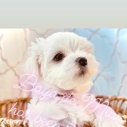 Maltese All Grown Up from MiaMiaMaltese Colorado