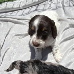 Dachshund Puppies from Pretty Dachshunds 661