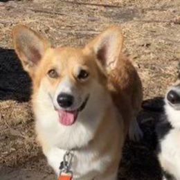 Pembroke Welsh Corgi puppies from Three Heart's Pembroke Welsh Corgis