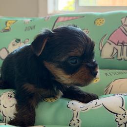 Boy 1 - Black and tan male Yorkshire Terrier puppy in Livermore, California from Ruben & Tatiana’s Yorkshire Terriers