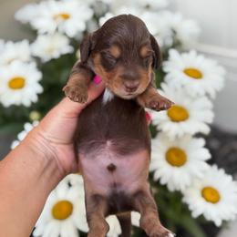 Cove - Chocolate and tan male Dachshund puppy in Lehi, Utah from Cherry Creek Dachshunds