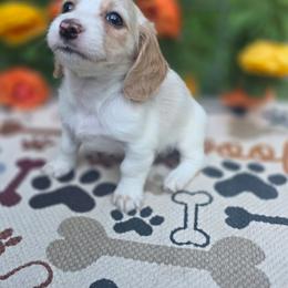Honey - Piebald female Dachshund puppy in Grant, Michigan from Low Down Dashchuand