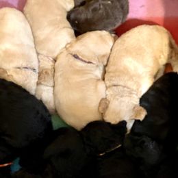 Goldendoodles and Labradoodles from Peace, Love, and Doodles