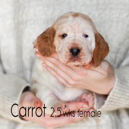 Carrot - Red and white female Basset Hound puppy in Jefferson City, Missouri from Triple Hill Farm
