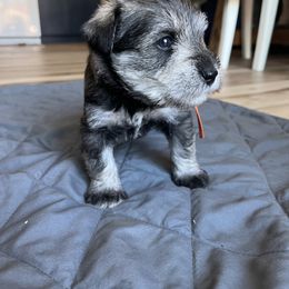 Miniature Schnauzer Puppies from Miles Family Schnauzers