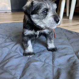 Miniature Schnauzer Puppies from Miles Family Schnauzers