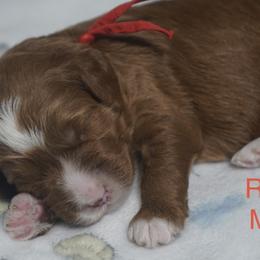 Rafiki - Red male Australian Labradoodle puppy in Fontana, California from Glory Labradoodle’s