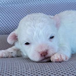 Echo - Cream male Shichon puppy in Limestone, Tennessee from Pilot Hill Teddy Bear Puppies