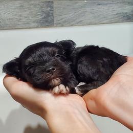 Dobbie - Black male Miniature Schnauzer puppy in Sandy, Utah from Phantom League Schnauzers