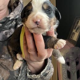 Green - Black rust and white male Bernese Mountain Dog puppy in North Grove, Indiana from J&F Country Canines