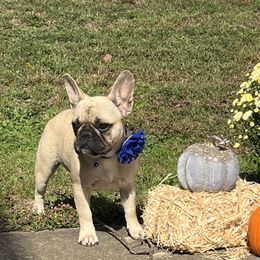 Goldie Fawn - Fawn and white female French Bulldog puppy in Union City, Tennessee from West Tennesse Frenchies