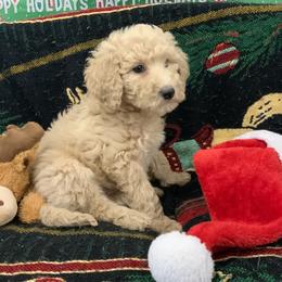 Bernedoodles and Cavalier King Charles Spaniels from ElaGant Acres