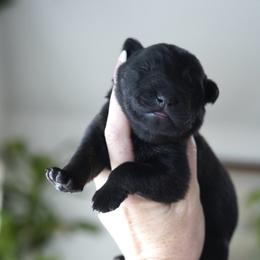 Tundra - Bi-color female German Shepherd puppy in Coarsegold, California from Yosemite Shepherds