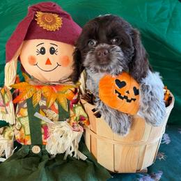 Calypso - Brown roan female Cockapoo puppy in Holton, Indiana from MoonShine Babies / OZ
