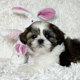 AKC Bella - Tricolor female Shih Tzu puppy in Greenville, South Carolina from Babyface Shih Tzu