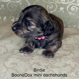 Birdie - Brindle female Dachshund puppy in Lexington, Oklahoma from BooneDox Miniature Dachshunds