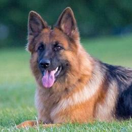 German Shepherds from Vom Kiramar German Shepherds