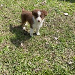 Ente - Red tri-color male Australian Shepherd puppy in Kenosha, Wisconsin from Out of this World Aussies