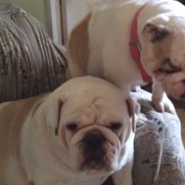 Bulldogs from Veldas bulldogs