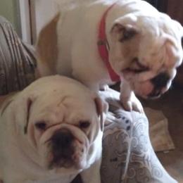 Bulldogs from Veldas bulldogs