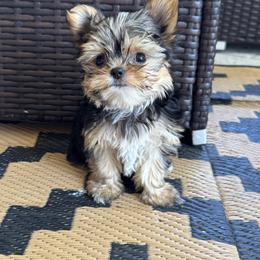 Yorkshire Terrier Puppies from Gracie‘s Glamour Yorkies