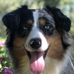 Lily - Australian Shepherd