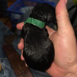 Boy 2 - male Cocker Spaniel puppy in Wake Forest, North Carolina from Classy Cockers of Wake Forest