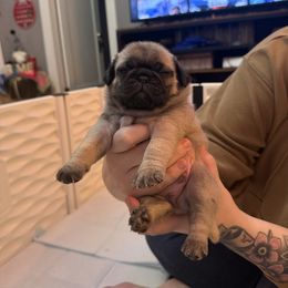 Canelo - Fawn male Pug puppy in Vader, Washington from Tanori Kennels