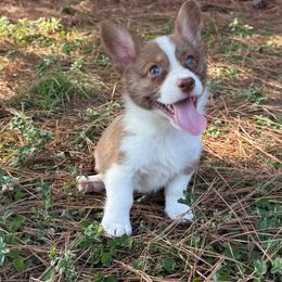 Blue collar - Liver and white male American Corgi puppy in Nashville, Arkansas from Whisenhunt Farms