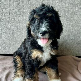 Luna - Tri-color female Bernedoodle puppy in Nampa, Idaho from Ember Skies Doodles